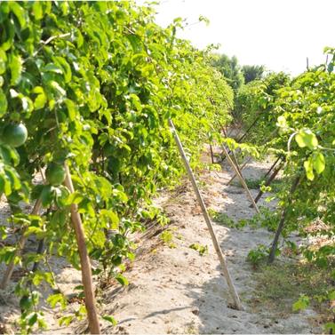 Vignes de fruits de maracuja