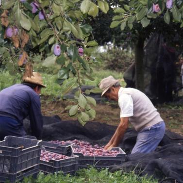 Récolte de prunes