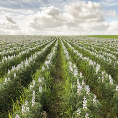 Champs de lupin blanc doux