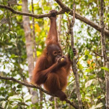 Orang outan dans une forêt tropicale