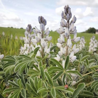 Fleurs de Lupin