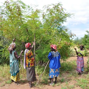 Femmes récoltant les graines d'Acacia 