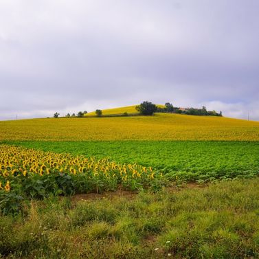 Champs de tournesols France