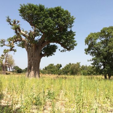 Filière Afrique