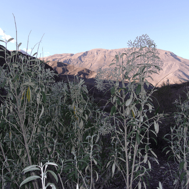 Iresine weberbaueri au Pérou