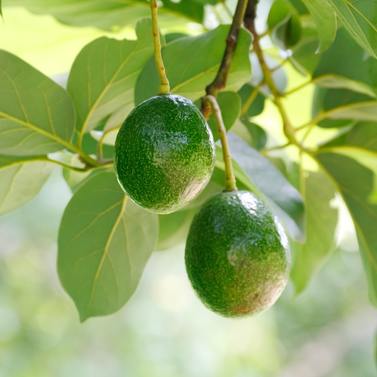 Avocats fruits