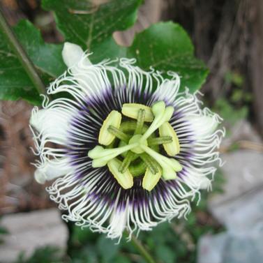 Fleur de Maracuja