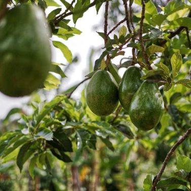 Avocado trees with hanging avocados