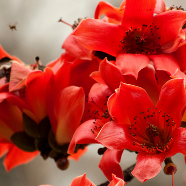 fleurs du kapokier rouge