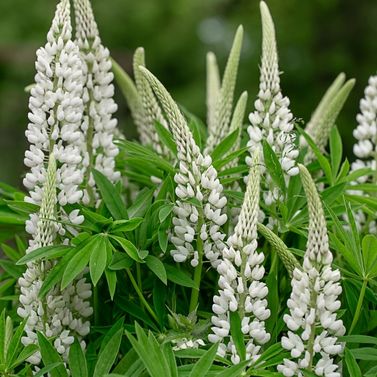 Lupin blanc