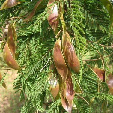 Arbre Acacia macrostachya
