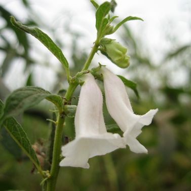 Fleurs de Sésame