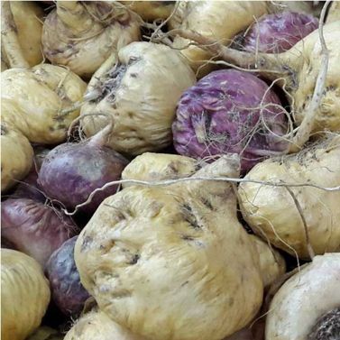 Maca