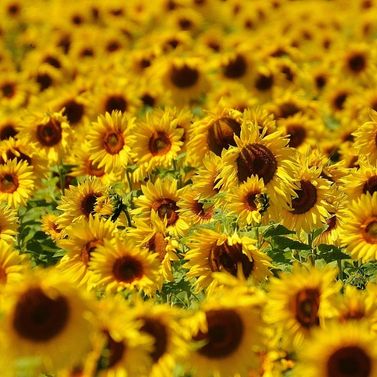 Tournesols