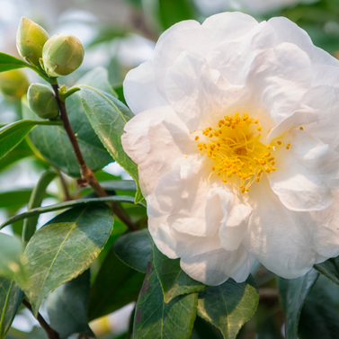 Camellia oleifera