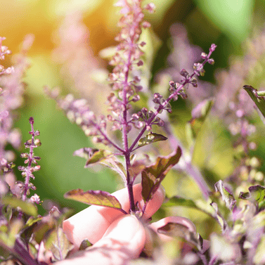 Basilic sacré variété krishna