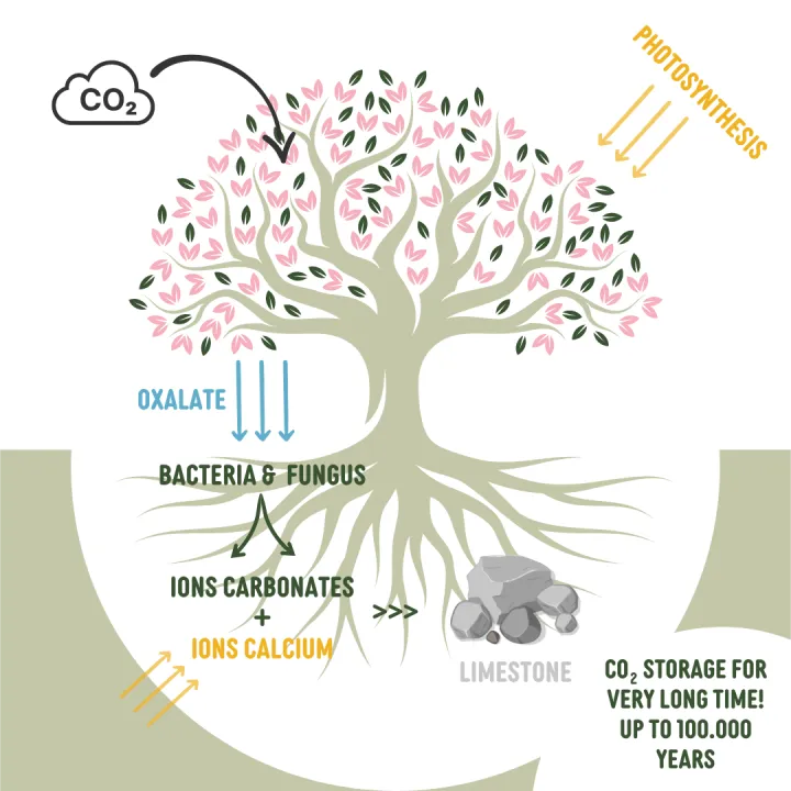 oxalogen tree