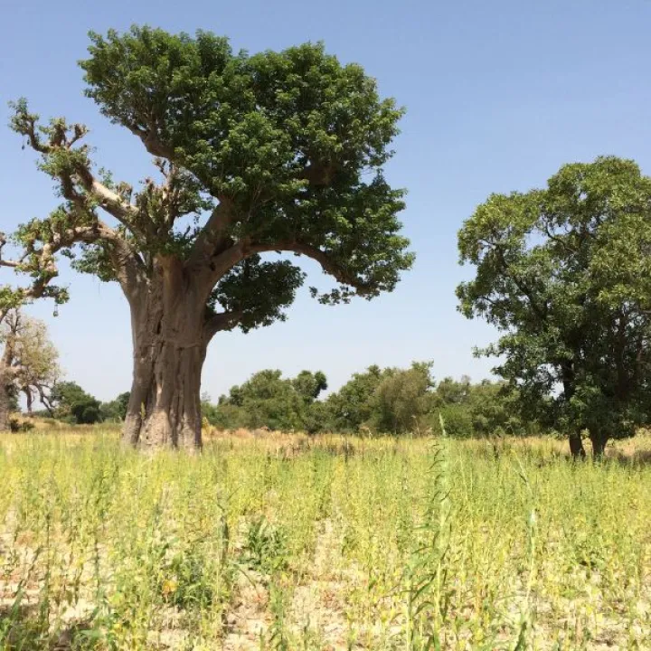 Approvisionnements responsables en Afrique