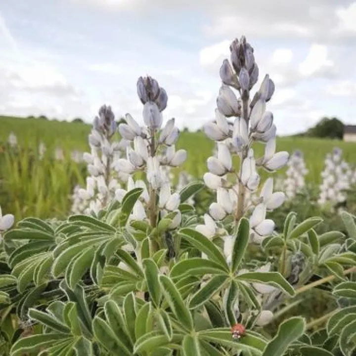 Lupin blanc