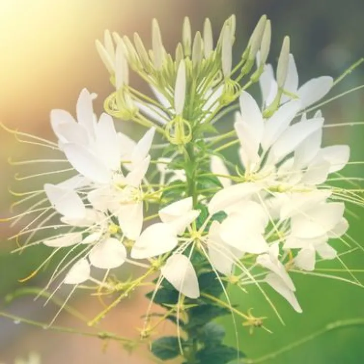 Fleur du Cléome gynandra