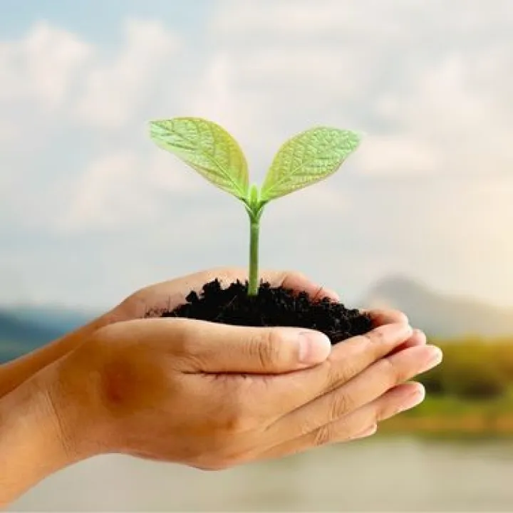 Petite plante entourée de mains