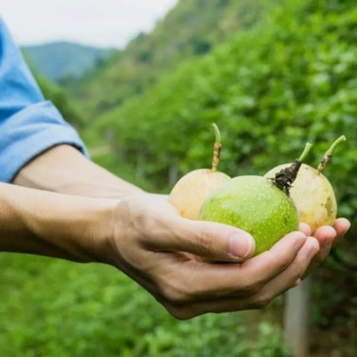 Fruits de la passion dans des mains