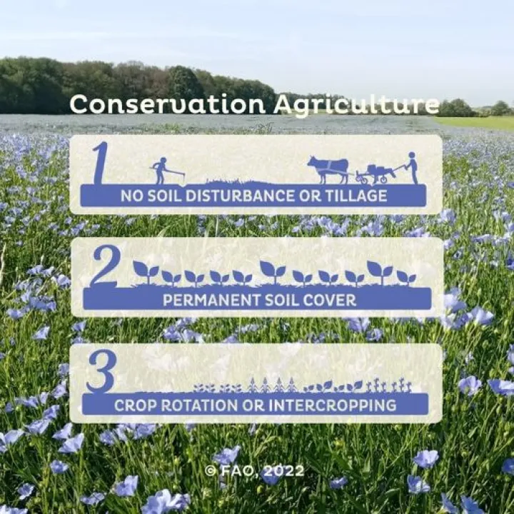Conservation Agriculture 3 principles