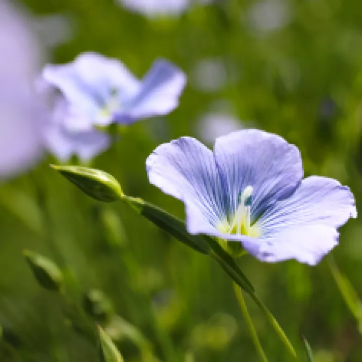 Fleurs de lin