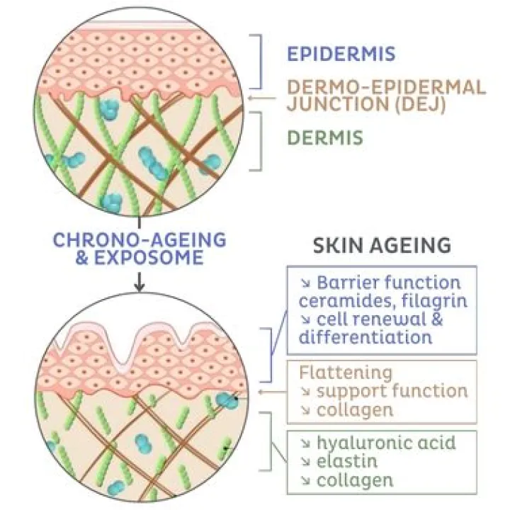 Skin Ageing Process