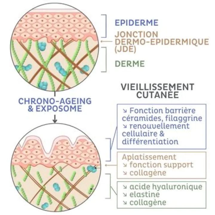 Vieillissement cutanée