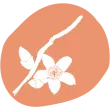 picto_kapokier