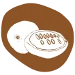 picto_cupuaçu
