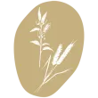 picto_sesame et blé