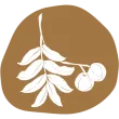 picto_andiroba