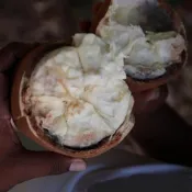 Fruit cupuaçu ouvert