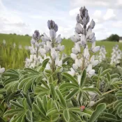 Fleurs de Lupin