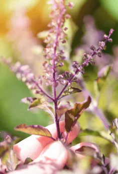 Basilic sacré variété Krishna
