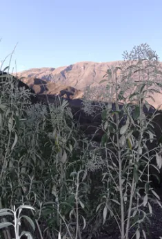 iresine werberbaueri flower