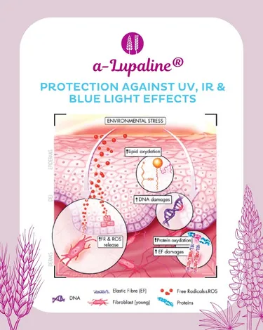 α-Lupaline® concept