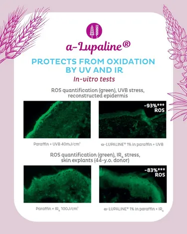 α-Lupaline® résulats invitro IR et UV