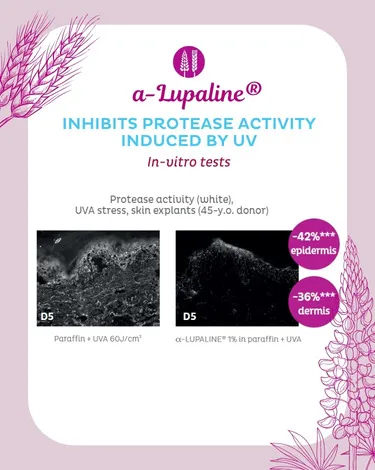 α-Lupaline® résultats invitro protease