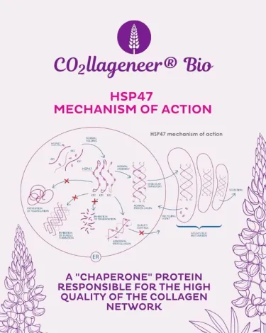 CO2llageneer® Bio* concept