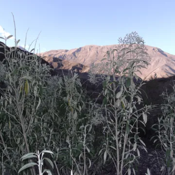 iresine werberbaueri flower