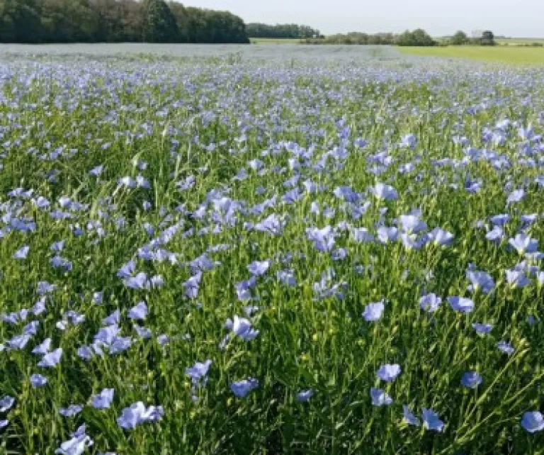 Field of linseed